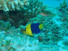 2015-9-22 石垣 (276) (650x488)