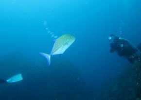 2015-4-18口之島 (11) (650x366)