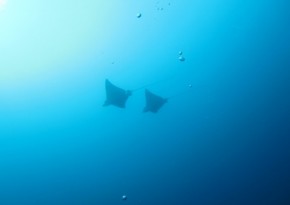 2015-4-18口之島 (10) (650x366)