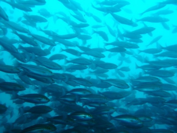 2016-7-16 kawaguhi (19) (650x488)